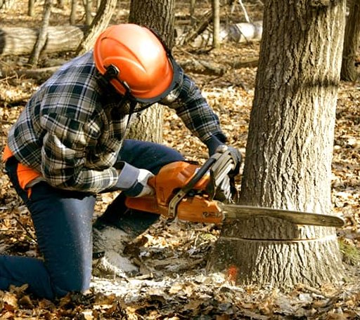Tree Removal in Sewanee, TN